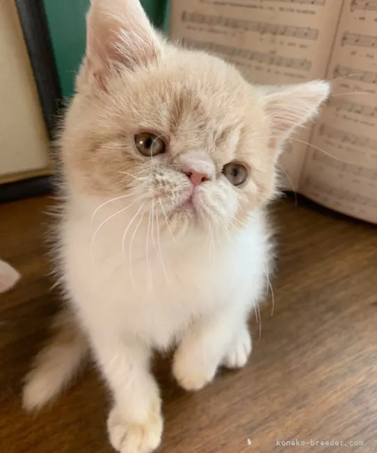 ID:2201-00846の子猫