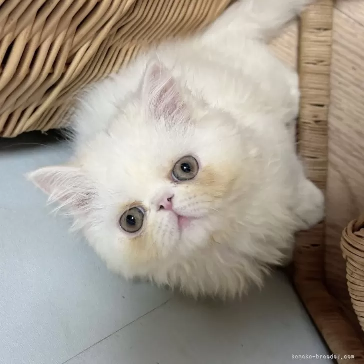 ID：2411-01370の子猫