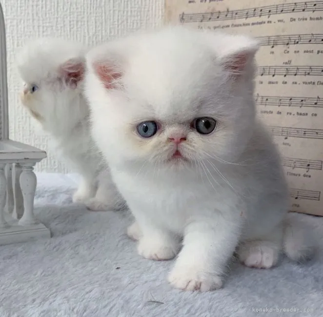 ID:2206-00923の子猫