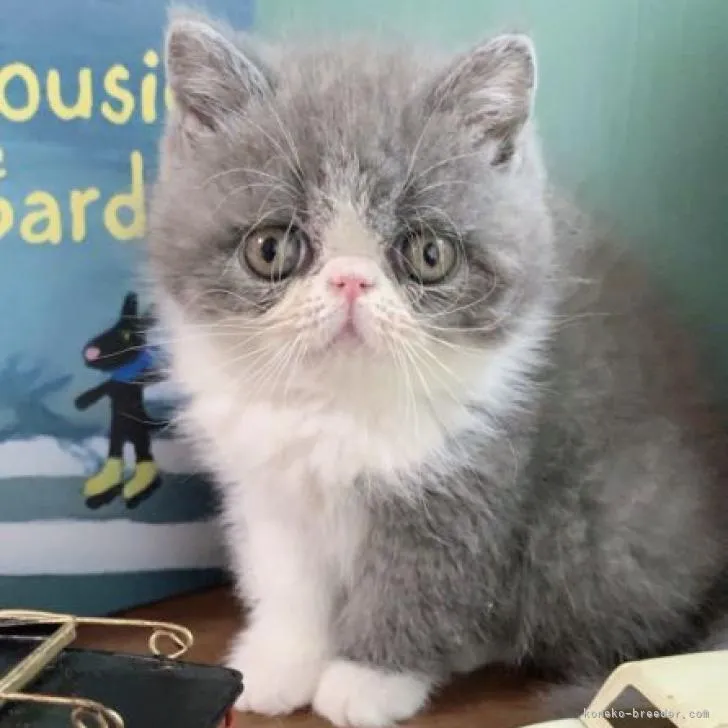 ID：2212-01563の子猫