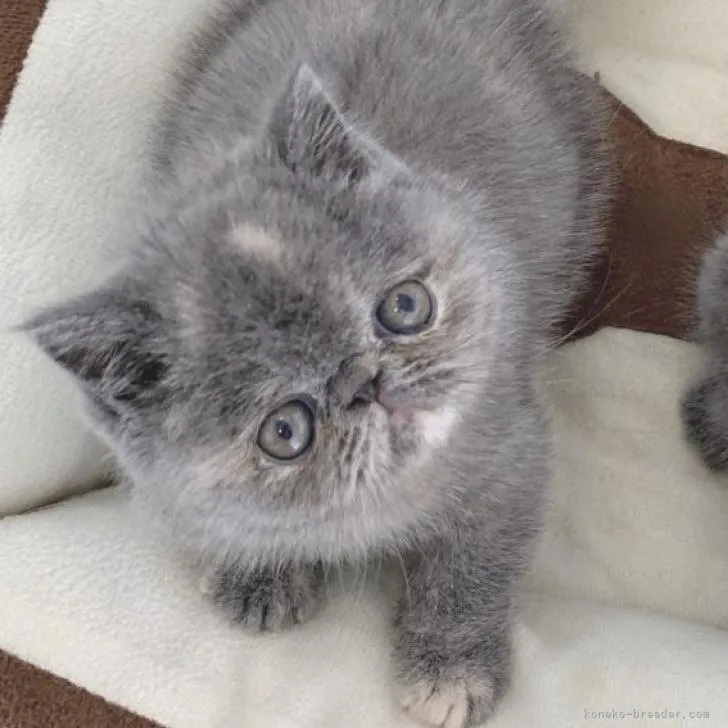 ID:2302-01658の子猫