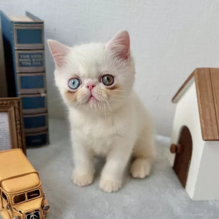 ID:2411-01371の子猫