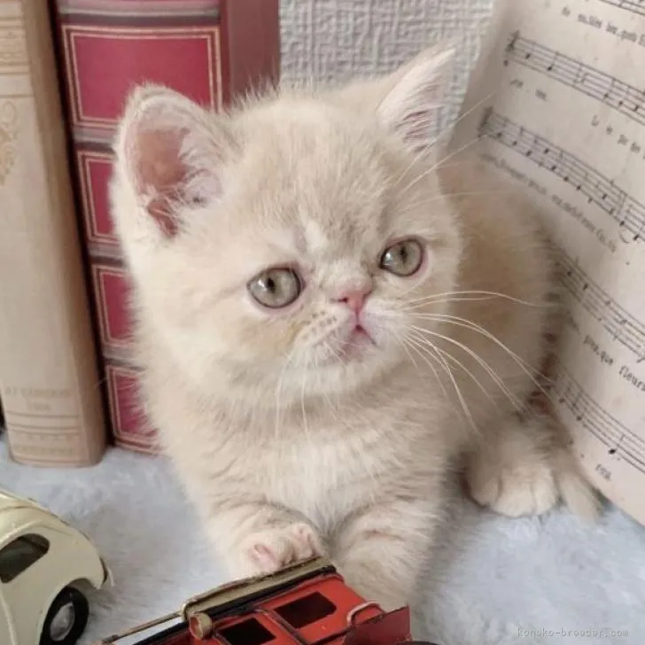 ID:2208-02519の子猫