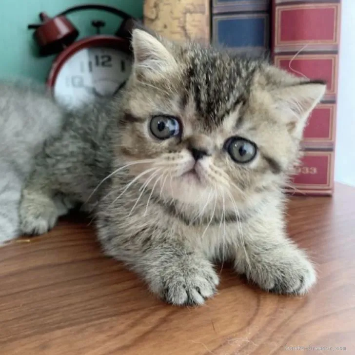 ID：2211-01598の子猫