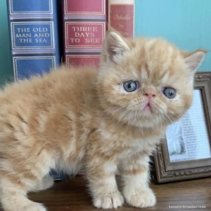 お茶子 様のお迎えした子猫