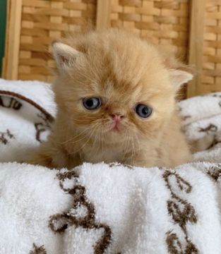 エキゾチックショートヘア【大阪府・男の子・2021年8月13日・レッド（ショートヘア）】の写真「お腹見せころりんちょ♪が得意です♪」