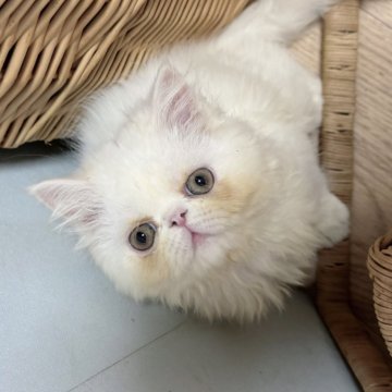 エキゾチックショートヘア【大阪府・男の子・2024年9月2日・ホワイト】の写真「お家が決まりました🎵」
