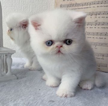 エキゾチックショートヘア【大阪府・男の子・2022年4月25日・ホワイト】の写真「オッドアイの可能性あり♪(観察中です(*^^*)」