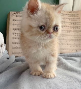 エキゾチックショートヘア【大阪府・男の子・2021年8月13日・カメオタビー（ロングヘア）】の写真「レアカラー♪(ロングヘアかも)」