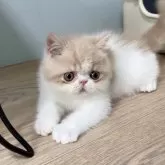 エキゾチックショートヘア【大阪府・男の子・2024年5月19日・クリームアンドホワイト】の写真1