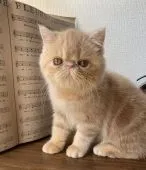 エキゾチックショートヘア【大阪府・男の子・2021年12月16日・クリームタビー】の写真1