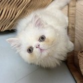 エキゾチックショートヘア