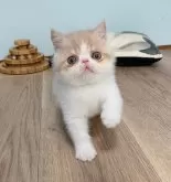 エキゾチックショートヘア【大阪府・男の子・2024年5月19日・クリームアンドホワイト】の写真2