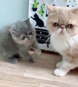 エキゾチックショートヘア【・女の子・2022年6月20日・クリームアンドホワイト】