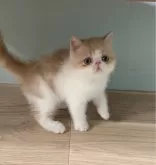 エキゾチックショートヘア【大阪府・男の子・2024年5月19日・クリームアンドホワイト】の写真3