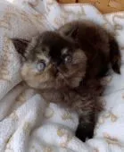 エキゾチックショートヘア【大阪府・女の子・2022年2月11日・トーティシェル】の写真4