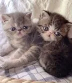 エキゾチックショートヘア【大阪府・男の子・2022年5月15日・ブラウンタビーアンドホワイト】の写真4