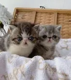 エキゾチックショートヘア【大阪府・男の子・2022年5月15日・ブラウンタビーアンドホワイト】の写真5