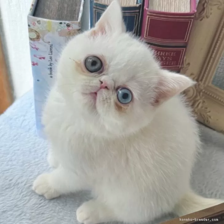 ID:2412-01028の子猫