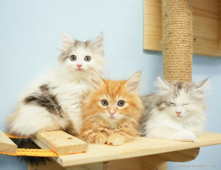 いろんな種類の可愛い猫ちゃんがいます💕｜渡邊　舞(わたなべ　まい)ブリーダー(千葉県・マンチカンなど・ZCC登録)の紹介写真1