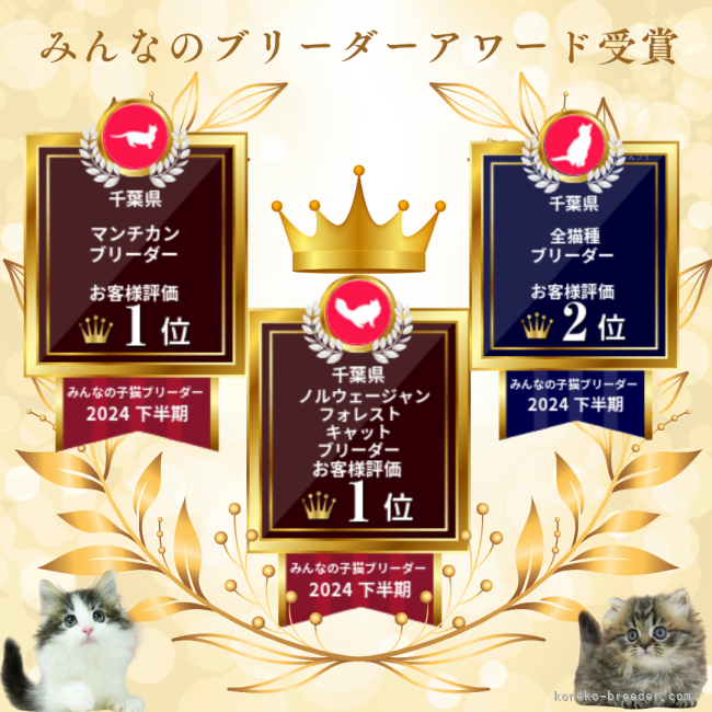 👑ブリーダーアワード受賞🎊 皆様の温かい応援に感謝です💖｜渡邊　舞(わたなべ　まい)ブリーダー(千葉県・マンチカンなど・ZCC登録)の紹介写真7