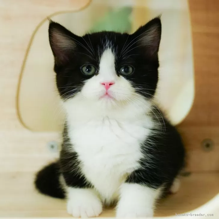 ID：2409-00380の子猫