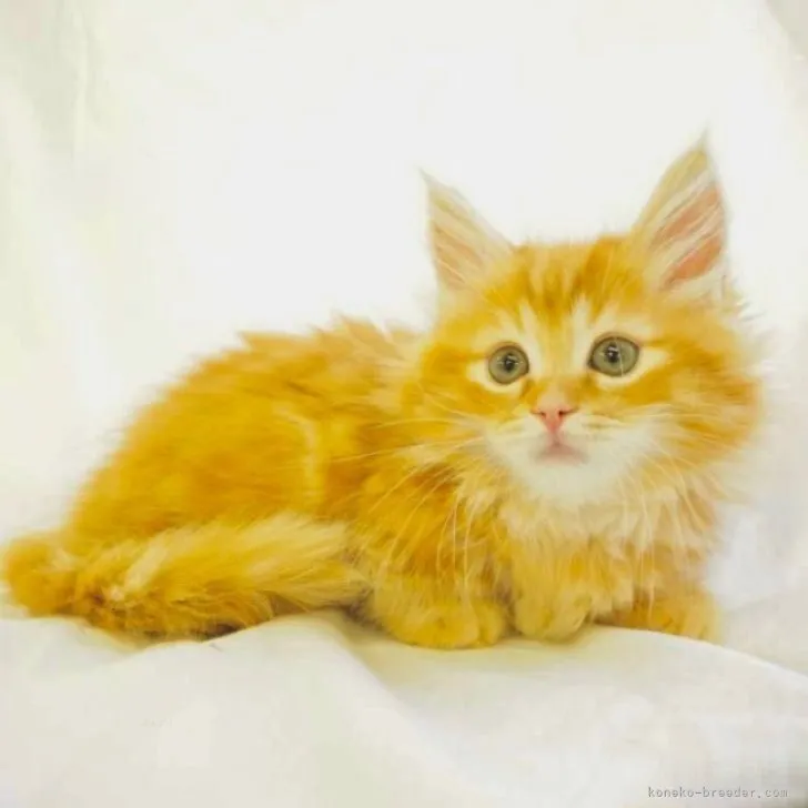 Y.M 様のお迎えした子猫