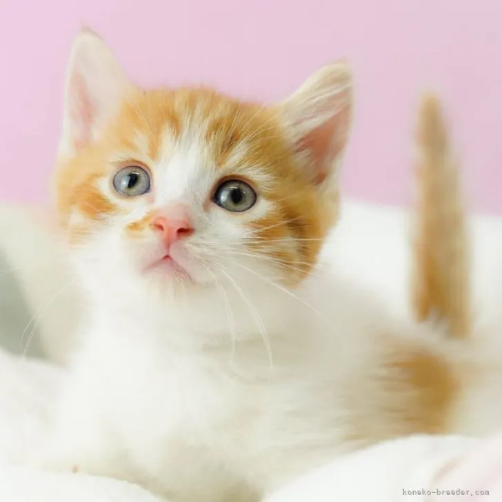 ID:2309-01565の子猫