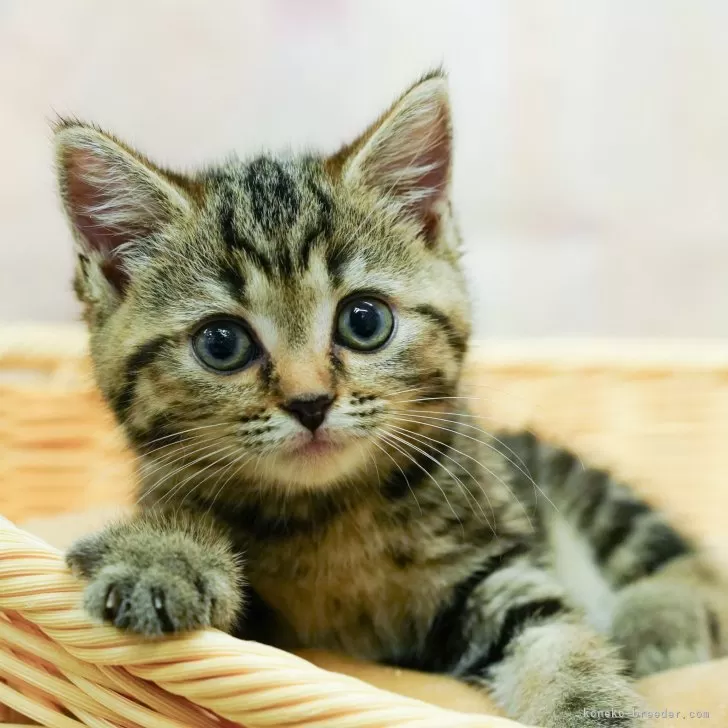 ID：2409-00375の子猫