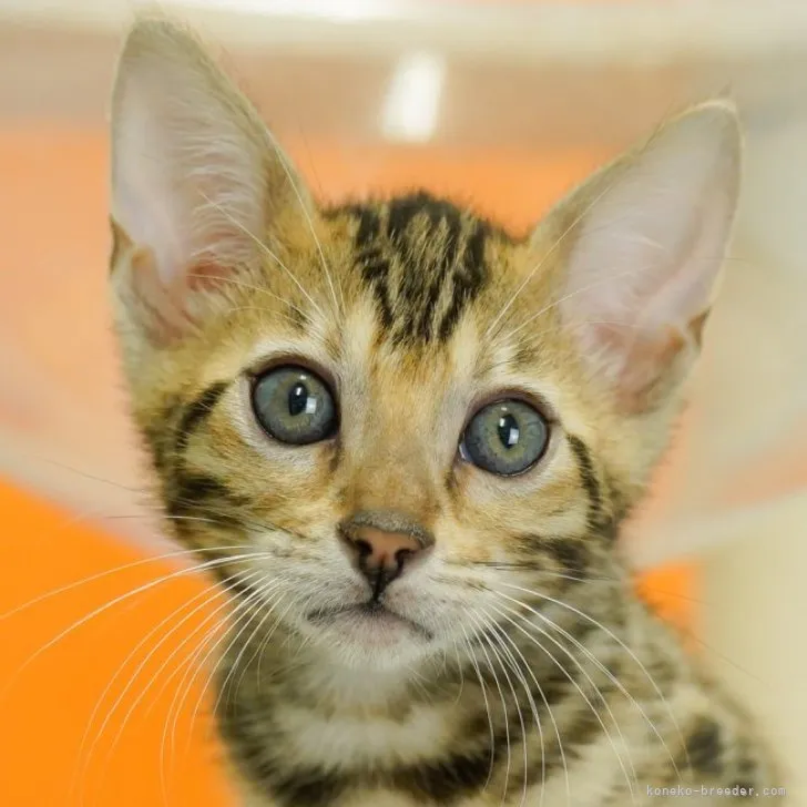 ID：2305-02759の子猫