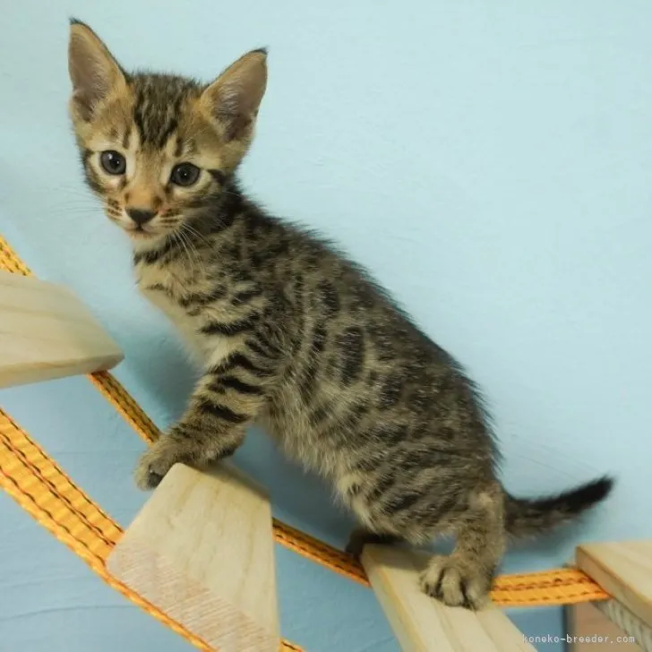 ID:2311-02670の子猫