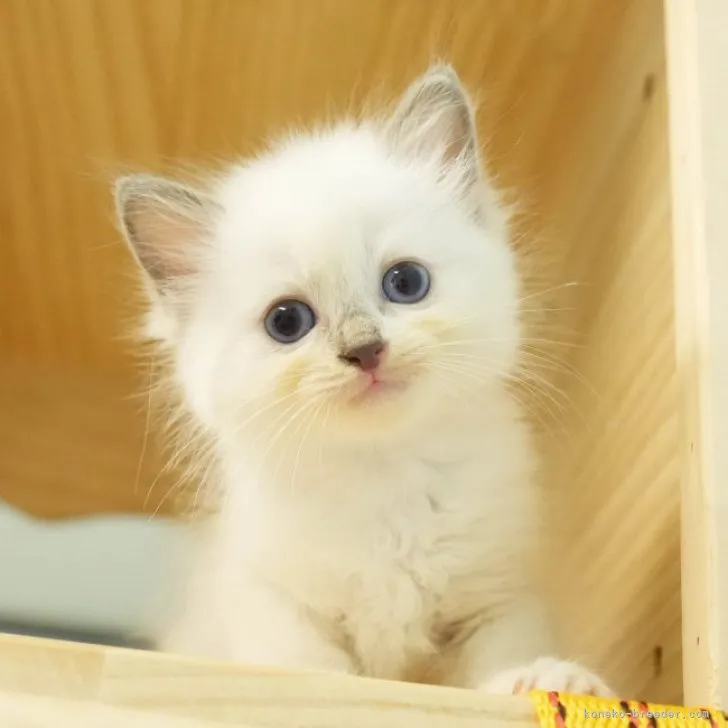 ID:2309-02458の子猫