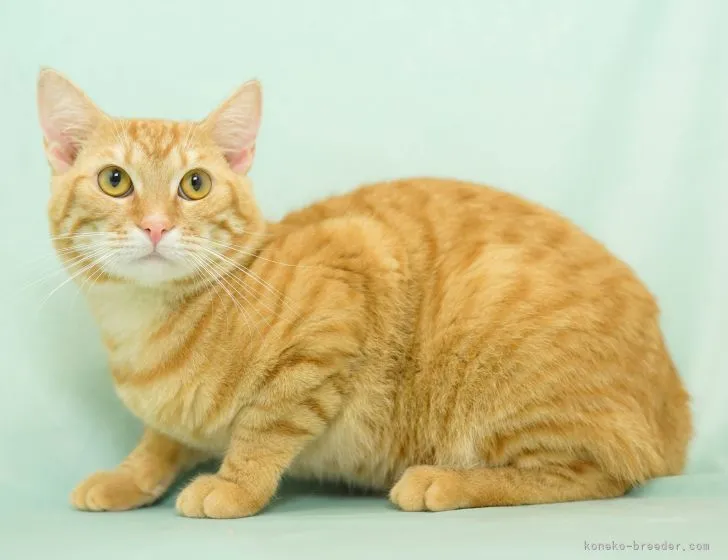 ID:2205-01919の子猫