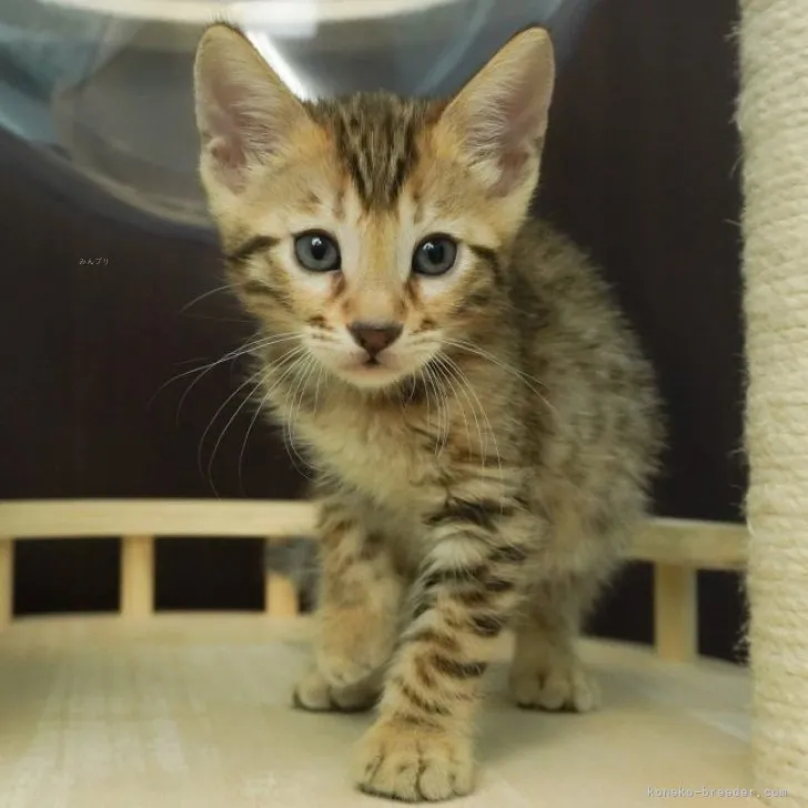 ID:2311-02669の子猫