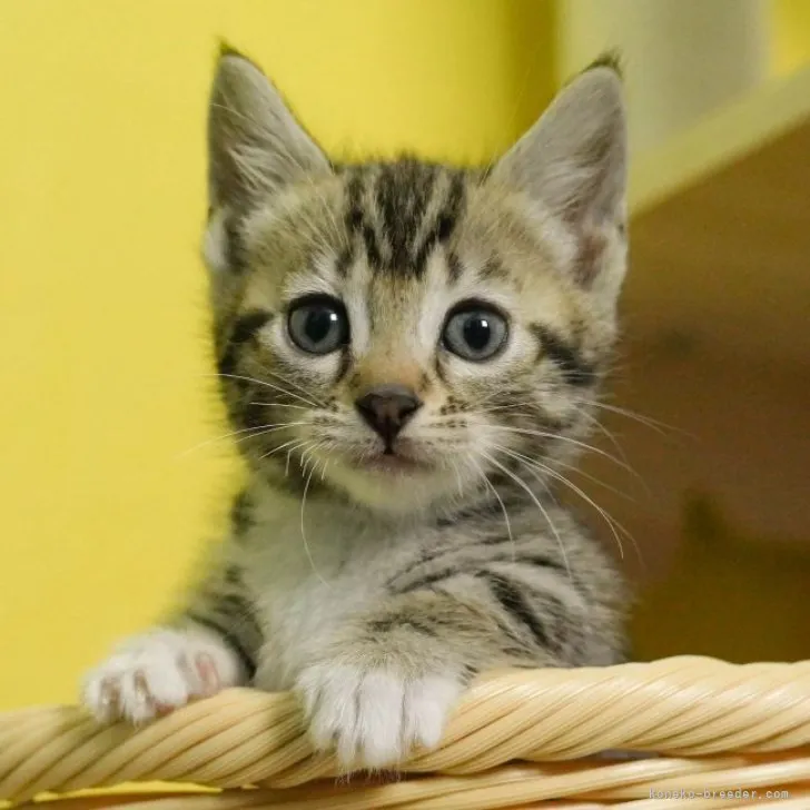 ID:2304-01574の子猫