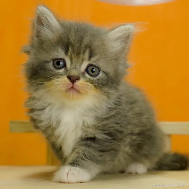 ID:2306-03292の子猫