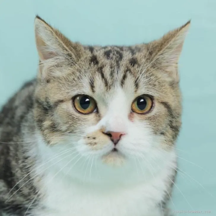 ID：2210-00771の子猫