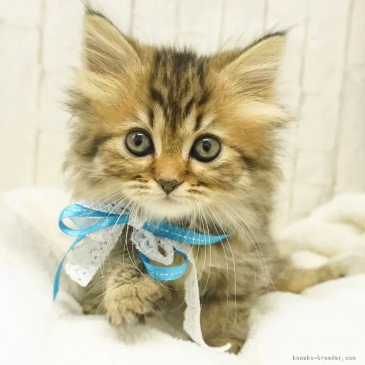 ID：2401-00329の子猫