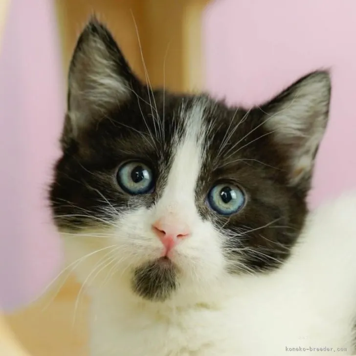 ID:2309-02512の子猫