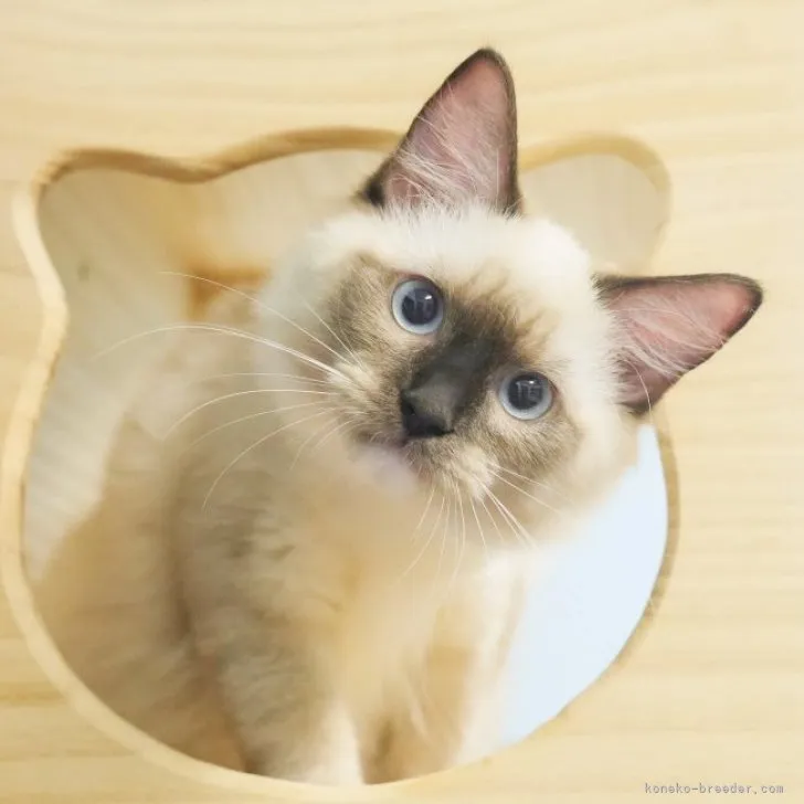 ID：2307-00685の子猫