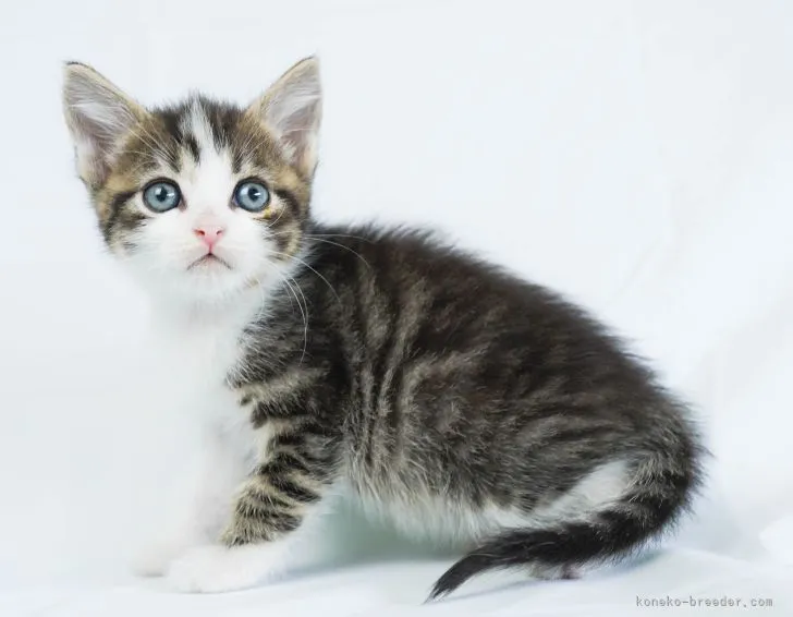 マロン 様のお迎えした子猫