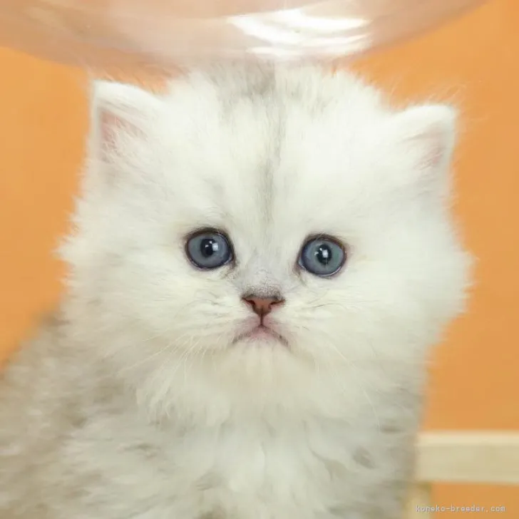 ID：2304-02402の子猫