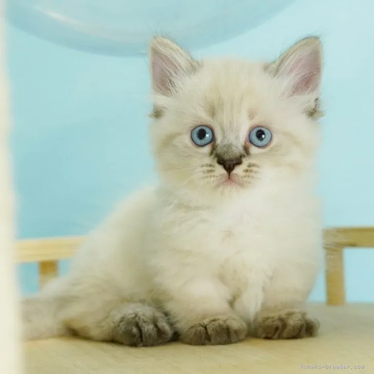 ID:2309-00759の子猫