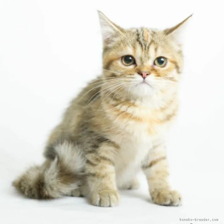 ID：2207-00797の子猫