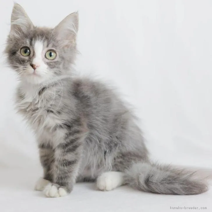 ID:2208-02420の子猫