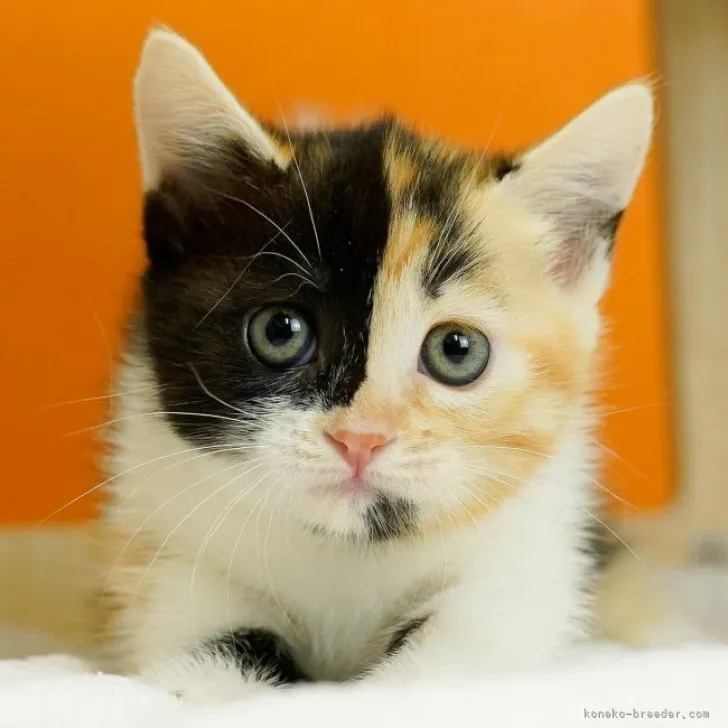 ID：2306-02766の子猫