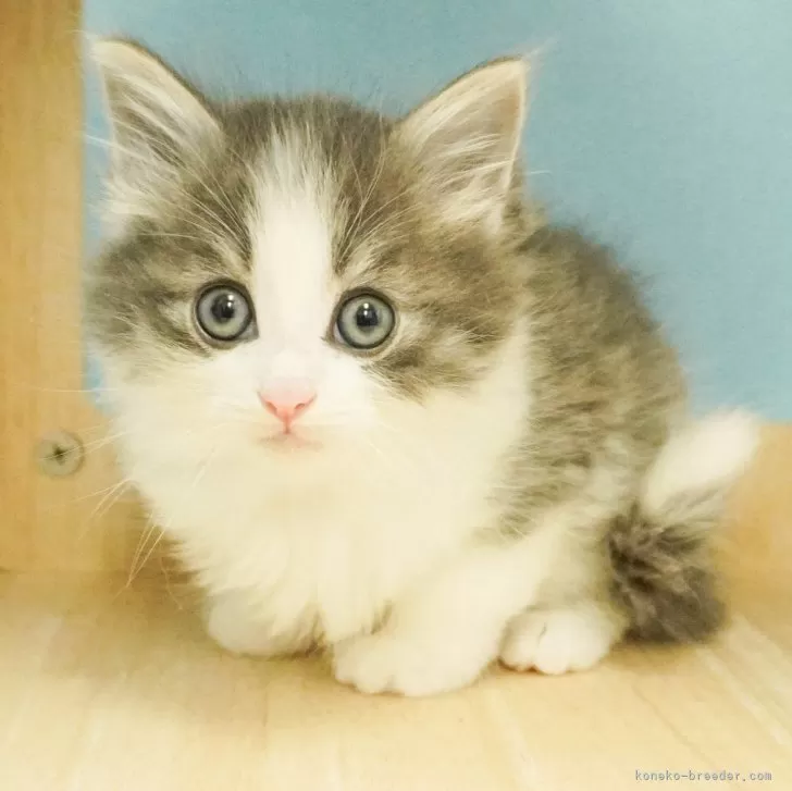 ID：2404-01161の子猫