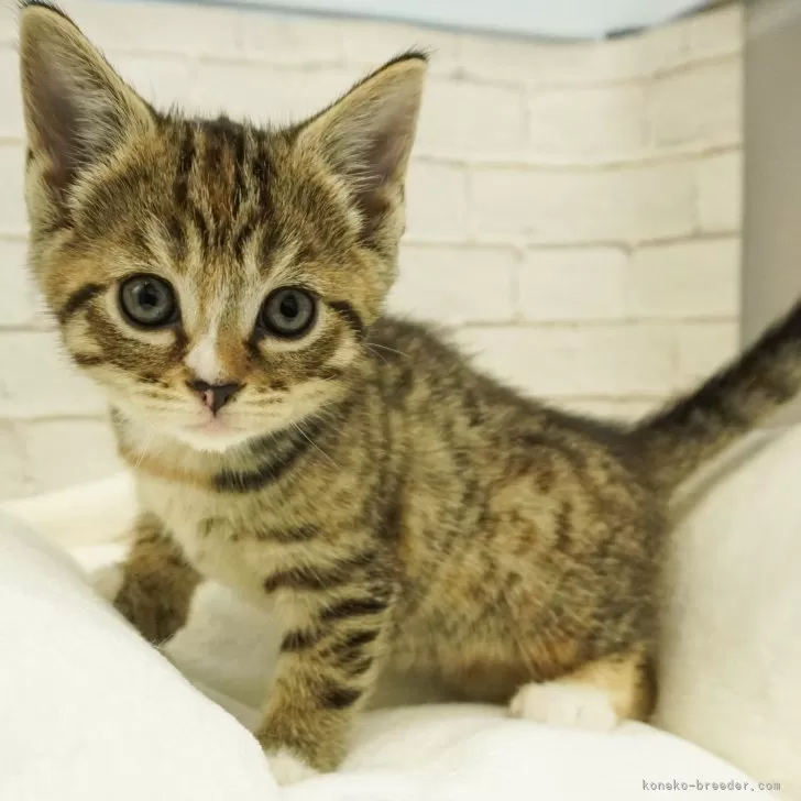 ID：2401-01400の子猫