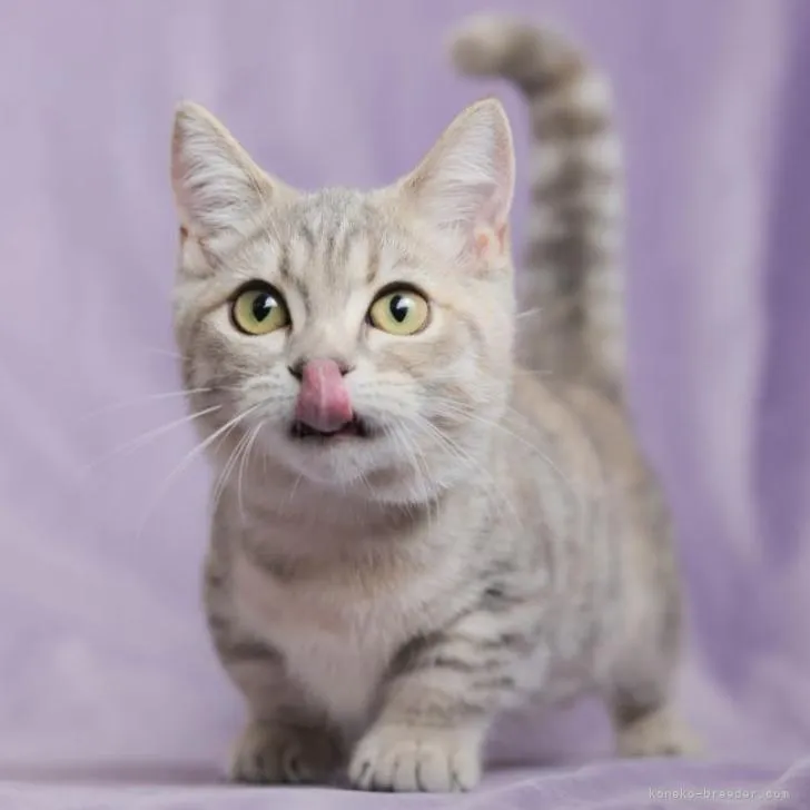 Y.M 様のお迎えした子猫