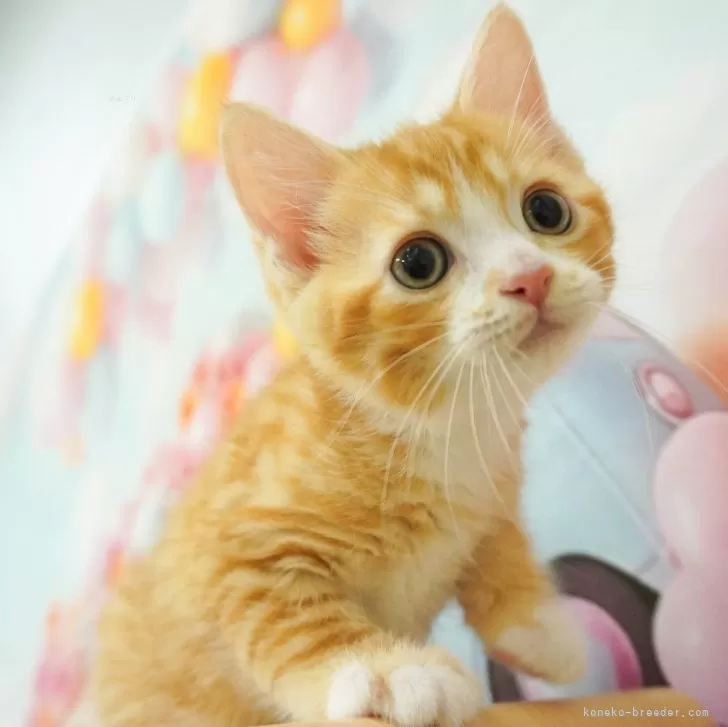 ID：2406-02267の子猫